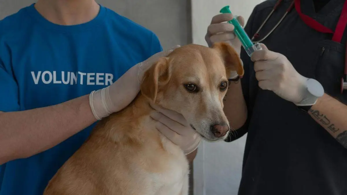 Esterilizaciones perros y gatos en Pachuca